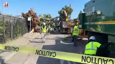 Dev ağaç arabaların üstüne devrildi