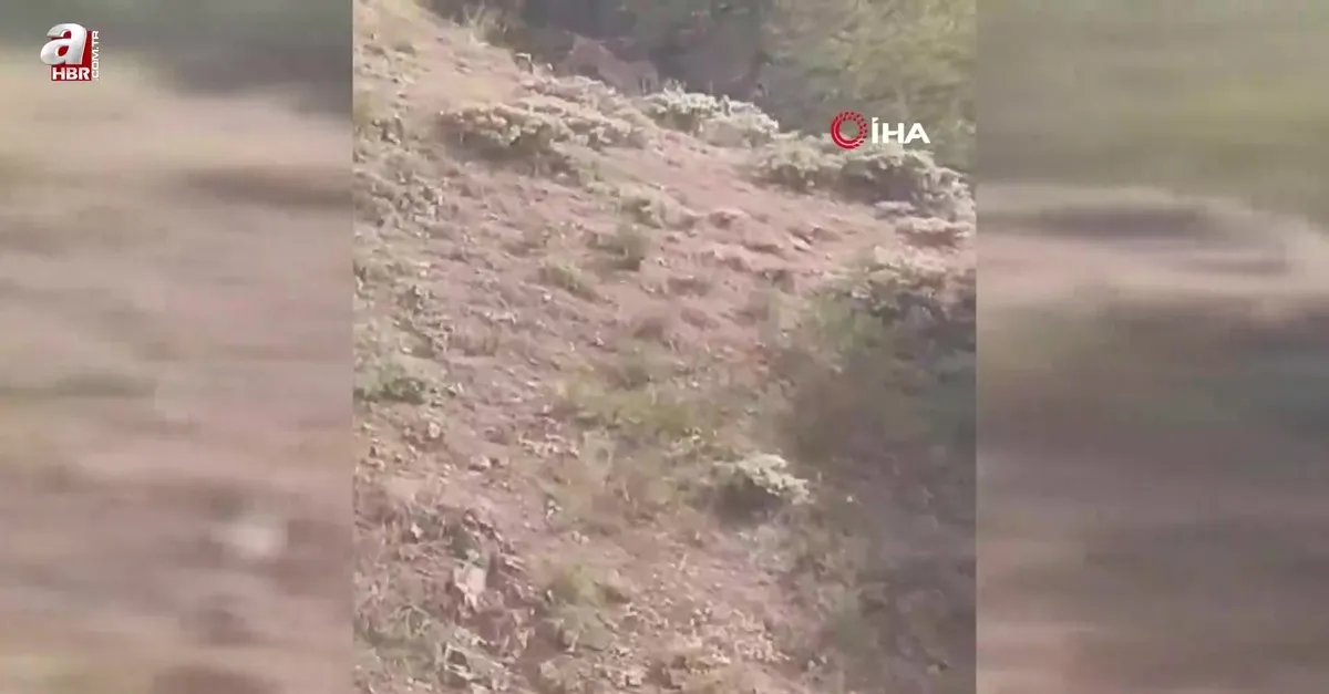 Yozgat'ta vaşak görüntülendi