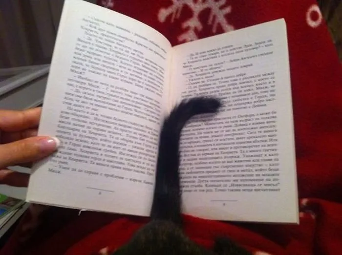 Kitap okutmayan kediler!