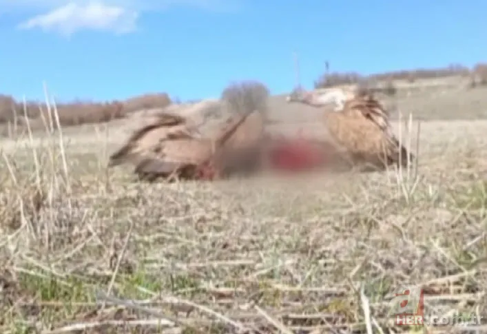 Rize’de sürü halinde ortaya çıktılar! Yavru köpeği mi yediler? 6