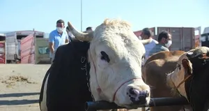 İşte kurban pazarlarındaki yasaklar