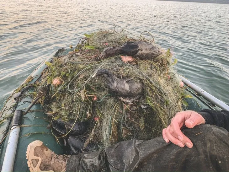 Sapanca'da 'hayalet ağ' ördek ve balıkları katletti!