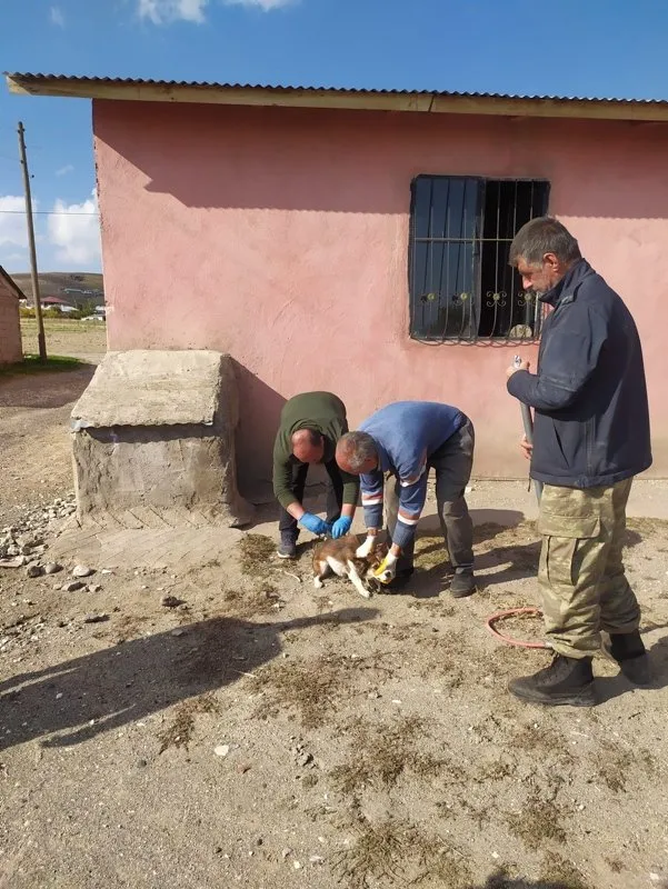 Bitlis’te 2 çocukta kuduz vakası! Meğer çocuklar köpek tarafından ısırıldığını ailelerinden gizlemiş! Uzmanlar hayati uyarıyı yaptı: Erken tanı ile tedavisi çok kolay