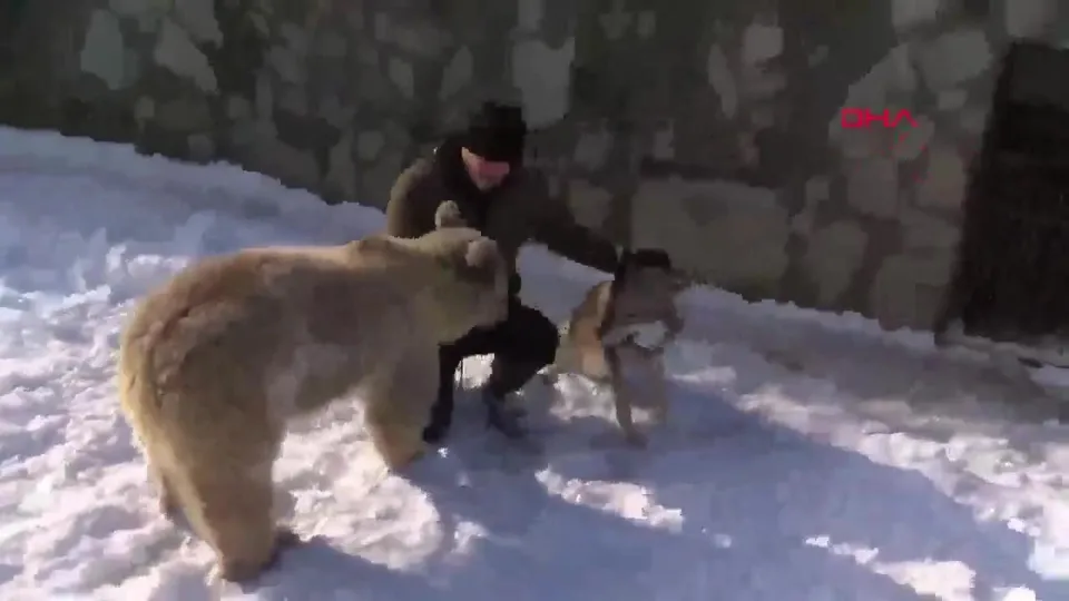 Bozayı ve kurdun kar eğlencesi kamerada
