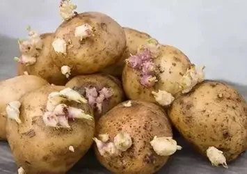 Patatesin yanına bu meyveyi koyun! Olanlara inanamayacaksınız!