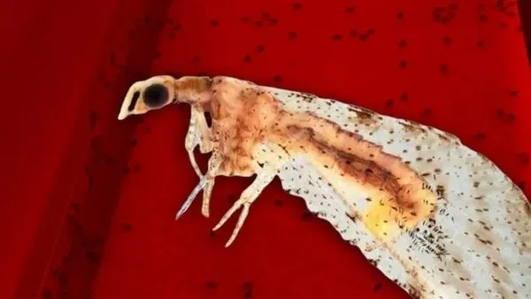 Dantel böcek tehlikesi büyüyor! 3 kente sıçradı - 2