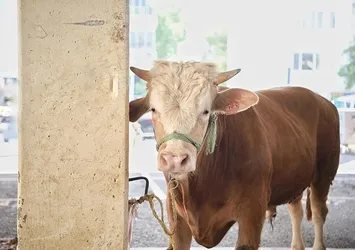 Elde kalan kurbanlıkları ESK satın alacak