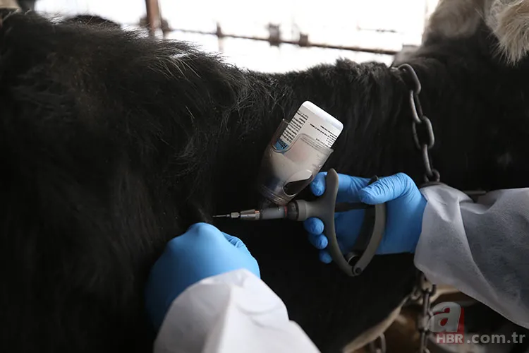 Hayvan pazarları neden kapatılıyor? Şap hastalığı nedir, tehlikeli mi? İnsana bulaşır mı, belirtileri neler? 1