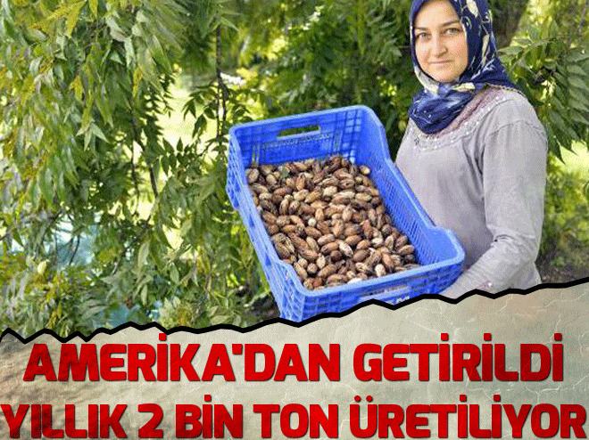 Amerika'dan getirildi, yıllık 2 bin ton üretiliyor!