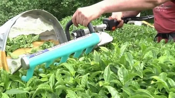 caykur-kura-sonuclari-aciklandi-mi-2022-caykur-mevsimlik-isci-alimi-kura-sonuclari-nereden-ogrenilir-1648622066678.jpg ÇAYKUR kura sonuçları açıklandı mı? 2022 ÇAYKUR mevsimlik işçi alımı kura sonuçları nereden öğrenilir? - 1