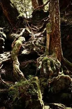 İntihar ormanı:Aokigahara