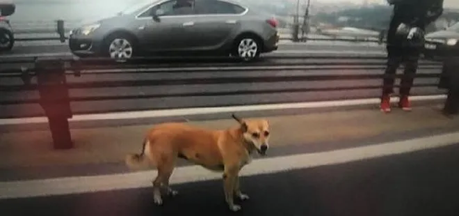 Yolunu şaşıran sokak köpeği 15 Temmuz Şehitler Köprüsü’ne çıktı