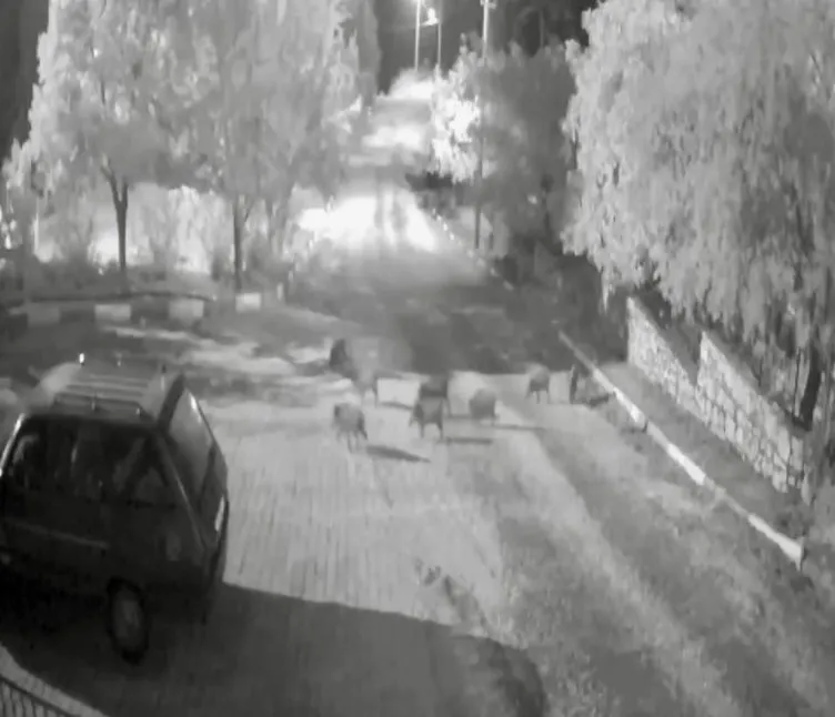 Shocking sight in holiday paradise! Neighborhood headman: I couldn't believe my eyes