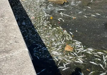 İzmir'de binlerce ölü balık kıyıya vurdu! Tedirgin eden manzara