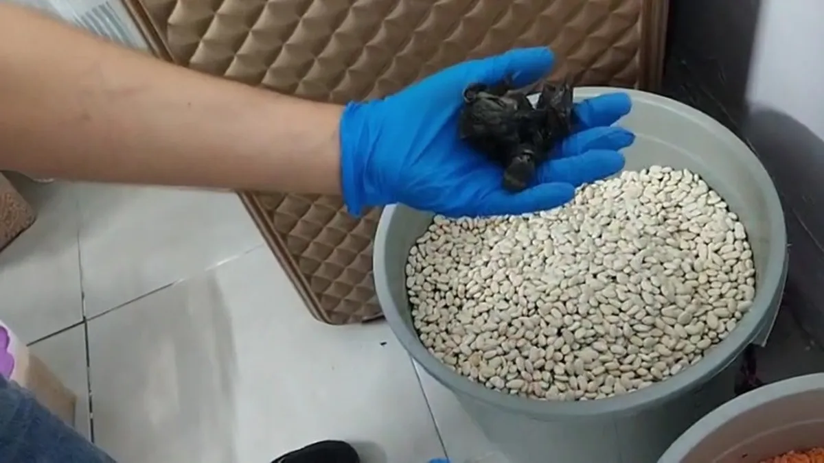 Fasulye kovasından uyuşturucu çıktı!