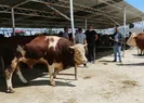 1er ton çeken kurbanlıkların fiyatları dudak uçuklattı