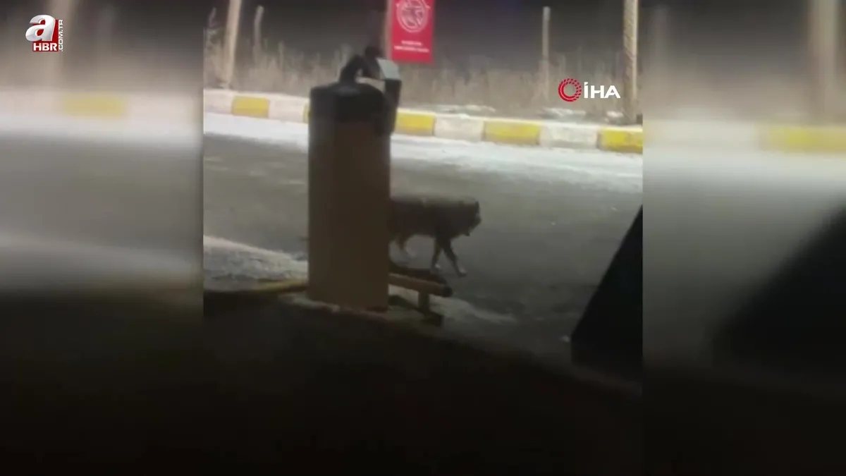 Havalimanı girişinde kurt görüntülendi
