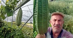 6 bin 820 kilometre uzaktan getirtip tarlasına ekti