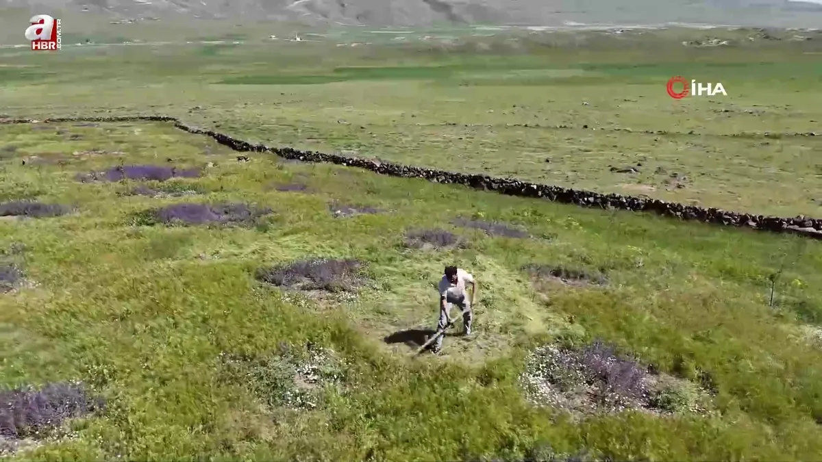 Iğdır’da çorak arazi ağaçlarla yeşeriyor