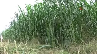 Maralfalfanın ilk hasadı yapıldı