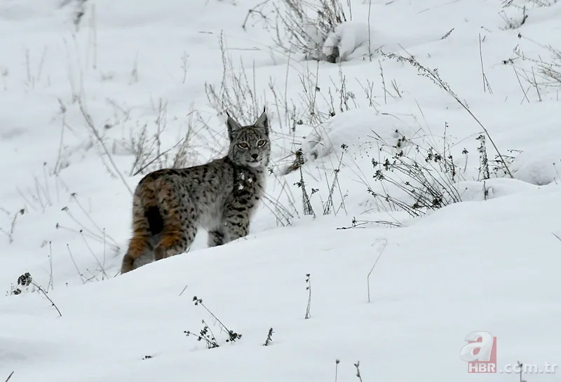 Nesli tehlike altındaki Kafkas vaşağı gündüz avlanırken görüntülendi! Vahşi doğa belgesellerini aratmadı 8