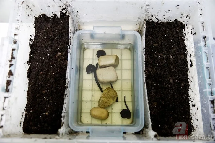 Sülüklerin nesli tükenme tehlikesiyle karşı karşıya! Uzmanlar uyardı… 6