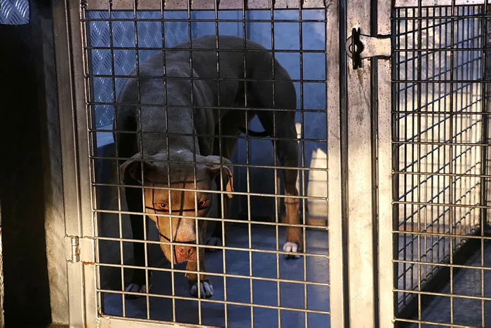 İhbar sonrası olay yerine giden polis ve bekçiye pitbull saldırdı - 3