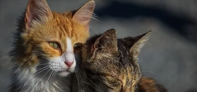 ABD’de arka bahçesinde sahipsiz kedi besleyen kadına hapis cezası