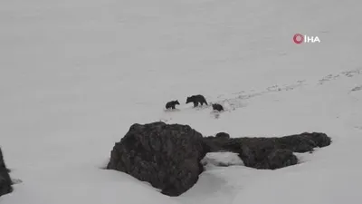 Kış uykusuna yatmayan ayılar kamerada