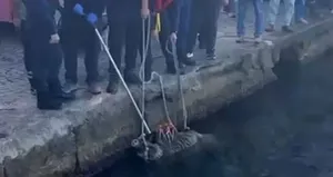 İstanbul Boğazı’na domuz düştü