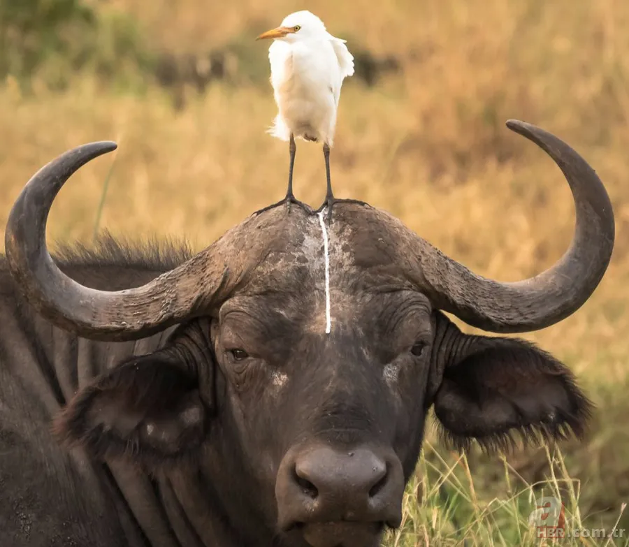 Erzurum'da görenleri şaşırtan anlar! Hemen telefona sarıldılar 17