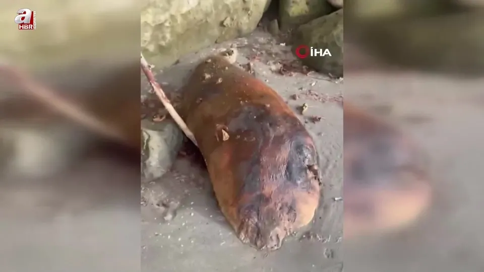 Tekirdağ’da kıyıya vurdu: Gizemli deniz canlısı