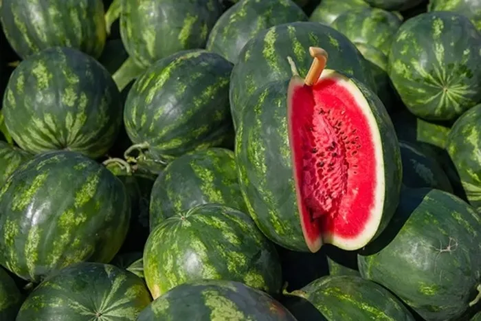 lezzetlisini-secmek-bu-kadar-kolaymis-karpuz-ve-kavun-secmenin-puf-noktasi-1714131622701.jpg Lezzetlisini seçmek bu kadar kolaymış! Karpuz ve kavun seçmenin püf noktası... - 3