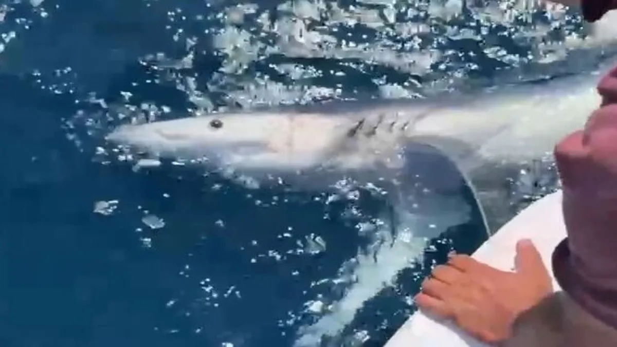 Çanakkale'de 100 kiloluk mavi köpek balığı, balıkçıların oltasına takıldı