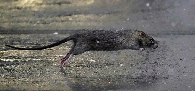 New York’u fareler bastı! Sıçan Şefi’ne 170 bin dolar maaş