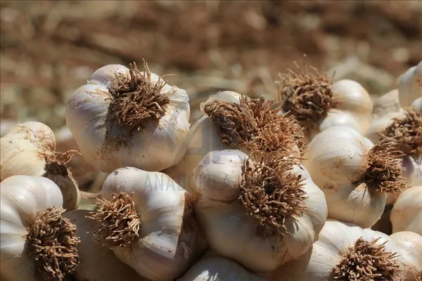 Sarımsağı yıllarca yanlış tüketmişiz! Böyle yapılırsa hiçbir vitamini kalmıyor...
