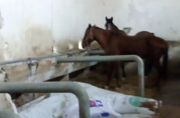 CHP’de skandallar bitmiyor! Adalar Belediyesi’nde zabıta rezaleti