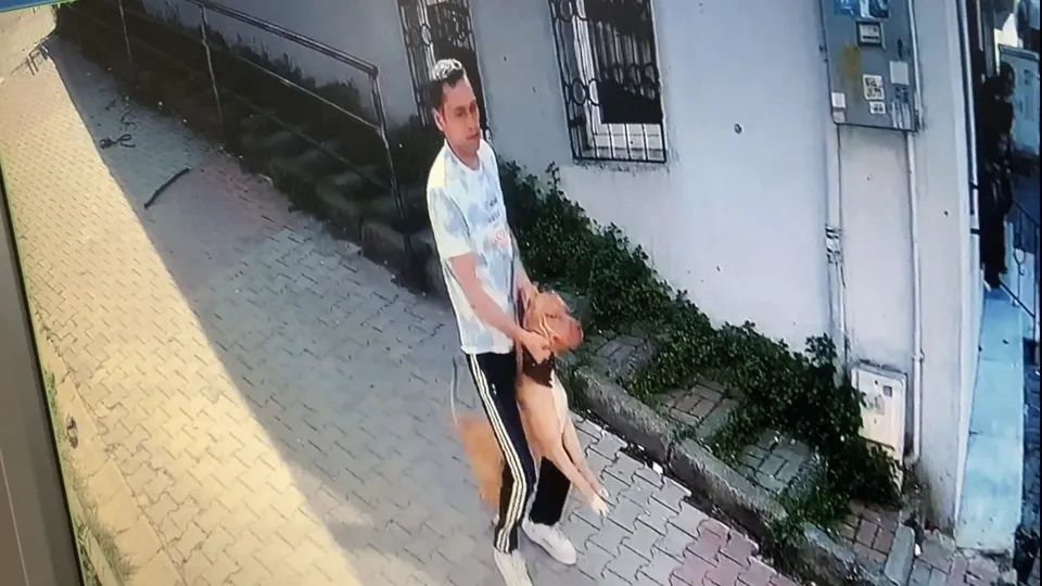 İstanbul'da kan donduran pitbull saldırısı! Köpeğini parka götüren kadına dehşeti yaşattı