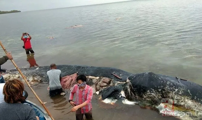 Karaya vuran balinanın karnından öyle bir şey çıktı ki... Akılalmaz olay 15