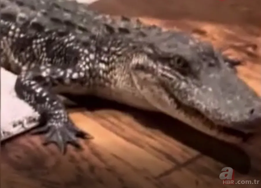 Herkes uyurken köpek kapısından girdi! Ayağıyla ağzına basıp etkisiz hale getirdi 2