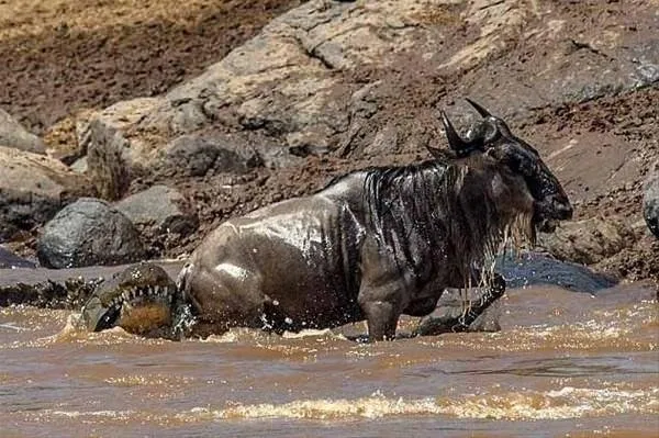Sırtlanların arasında tek başına kalan aslanın mucize kurtuluşu! Son anda öyle şeyler oldu ki...