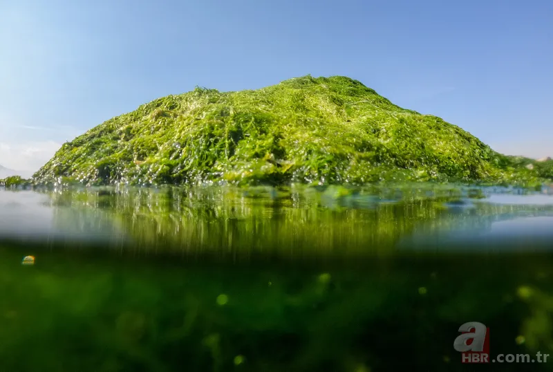 CHP'li Tunç Soyer'in "Yüzülebilir hale gelecek" dediği İzmir Körfezi çevre felaketi uyarısı veriyor 17