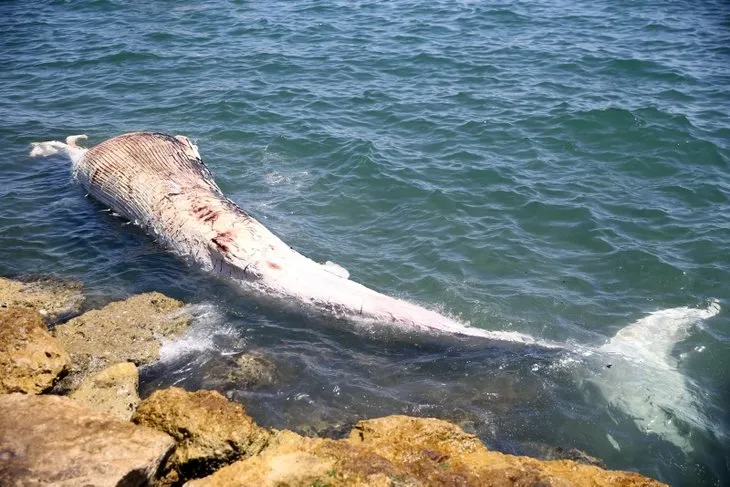 Son dakika | Mersin sahiline vuran dev balinanın ölüm nedeni belli oldu