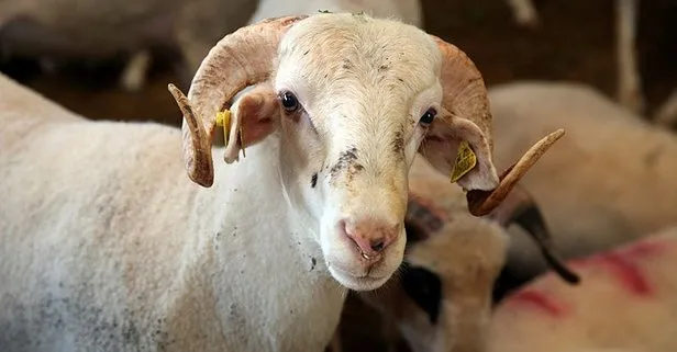 Kurban keserken nelere dikkat edilmeli? Kurban kestikten sonra kılınan namaz nedir, kaç rekat?