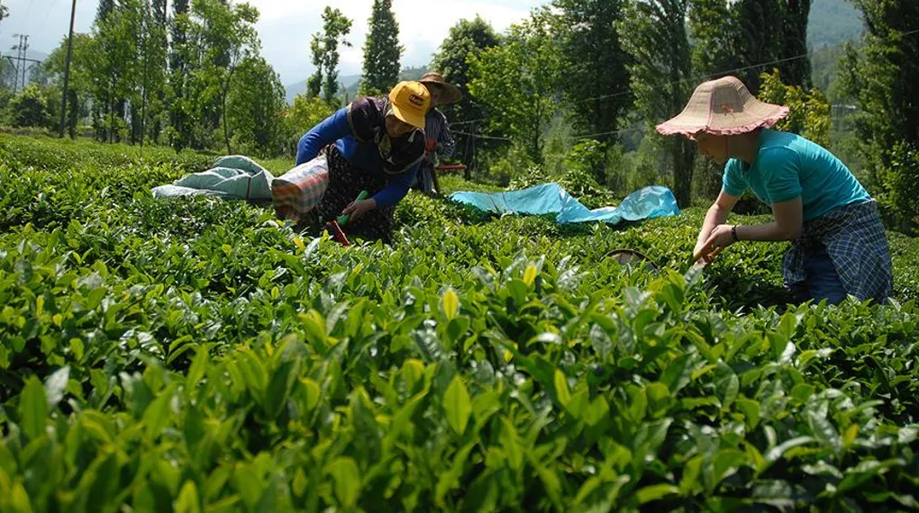 Trabzon'da yaş çay sezonu dualarla açıldı