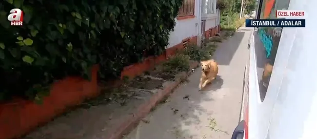 İstanbul’da yürekleri ısıtan görüntüler! Köpek ambulansı hastaneye kadar takip etti - 3