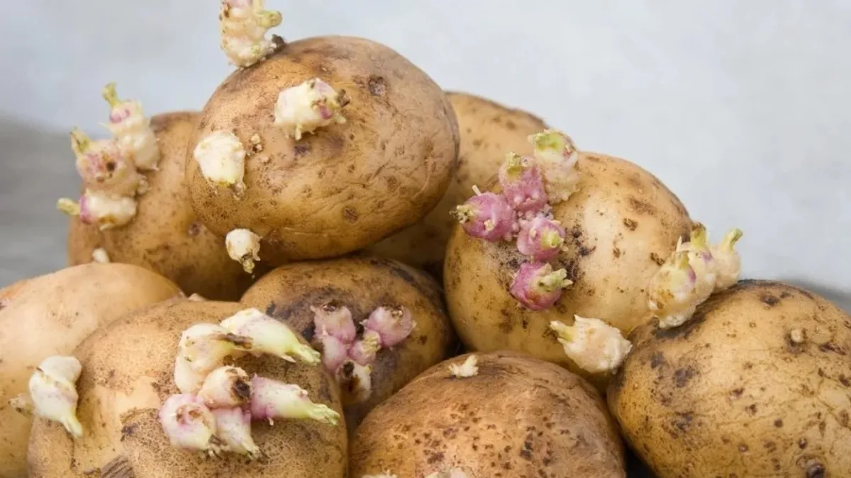Patatesi böyle saklayın! Filizlenme sorununu ortadan kaldırıyor