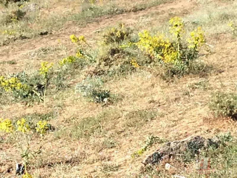 Van'da keşif uçağı düştü! Olay yerinden görüntüler... 2