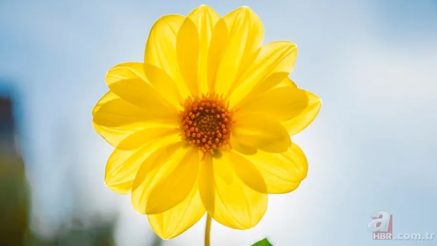 Hangi renk hangi duyguyu tetikliyor? Renkler ruh halinizi etkiliyor! 4