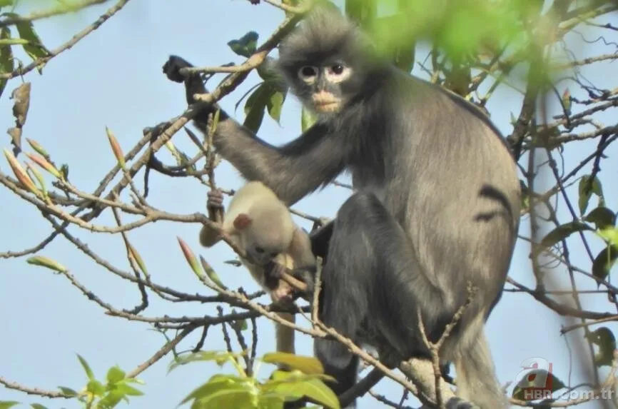 Yeni bir tür keşfedildi! Bilim insanları şaşkın! Sadece 200 tanesi hayatta 5
